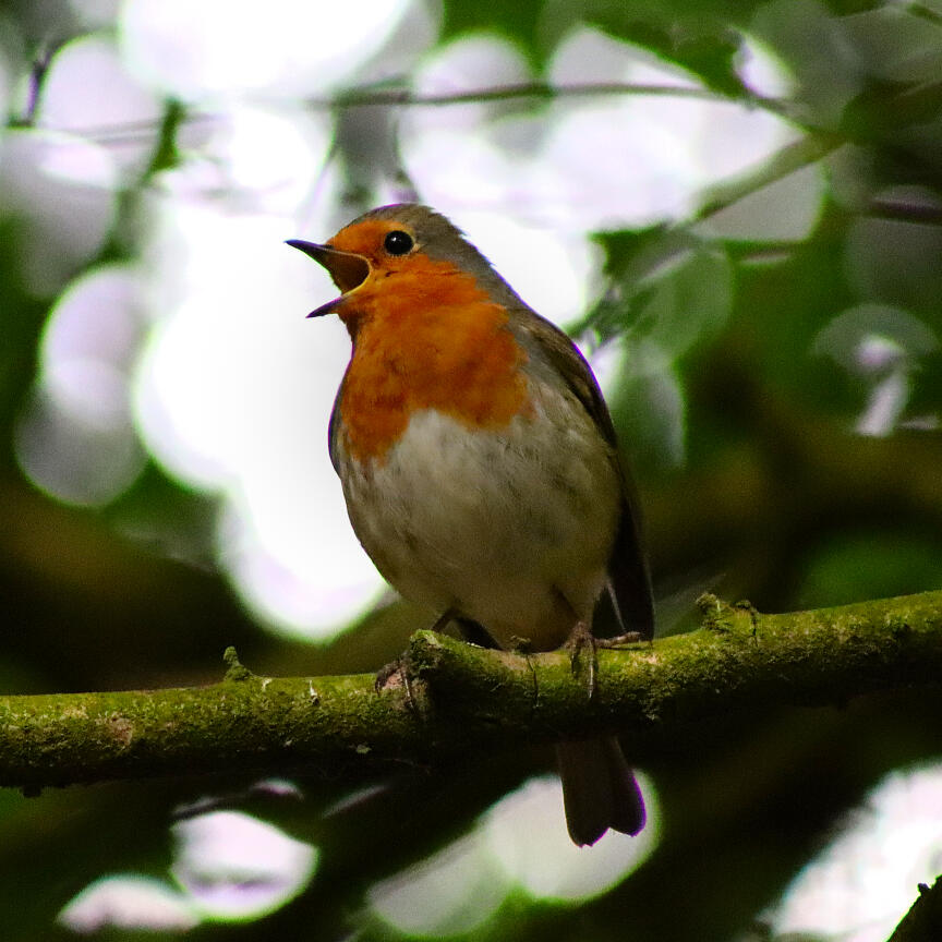 Rockin&#39; Robin